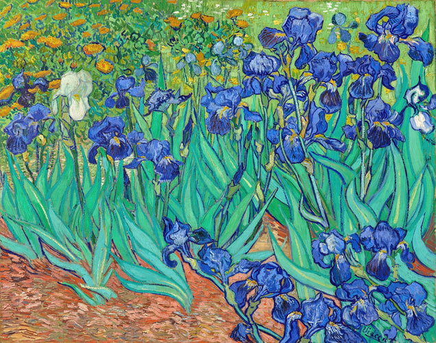 Vincent van Gogh’s “Irises” – Canvas Art Print