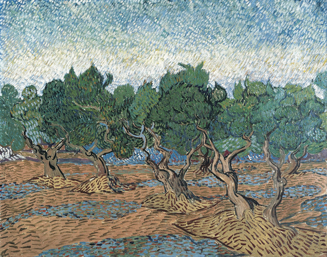 Vincent van Gogh’s “Olive Trees” – Premium Canvas Art Print